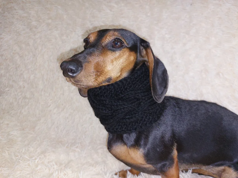 - Solid wood cat climbing frame customizedWarm winter woolen snood for dog - warm snood for dog with braid on the neck - clothes for a dachshund - Solid wood cat climbing frame customizedWarm winter woolen snood for dog - warm snood for dog with braid on the neck - clothes for a dachshund
