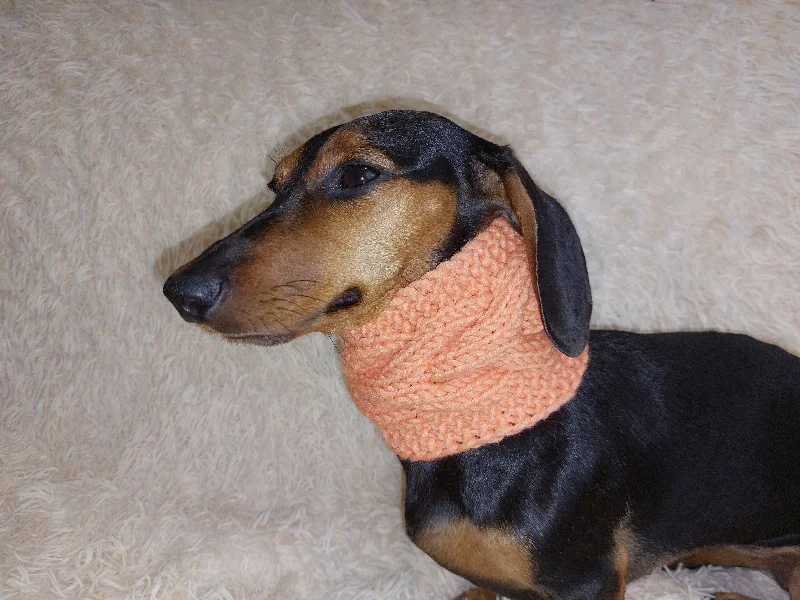 - Organic cotton dog bibsWarm winter woolen snood for dog - warm snood for dog with braid on the neck - clothes for a dachshund - Organic cotton dog bibsWarm winter woolen snood for dog - warm snood for dog with braid on the neck - clothes for a dachshund