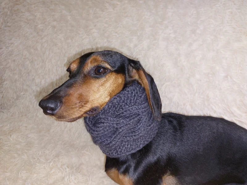 - Cat anti-jump window safety netWarm winter woolen snood for dog - warm snood for dog with braid on the neck - clothes for a dachshund - Cat anti-jump window safety netWarm winter woolen snood for dog - warm snood for dog with braid on the neck - clothes for a dachshund