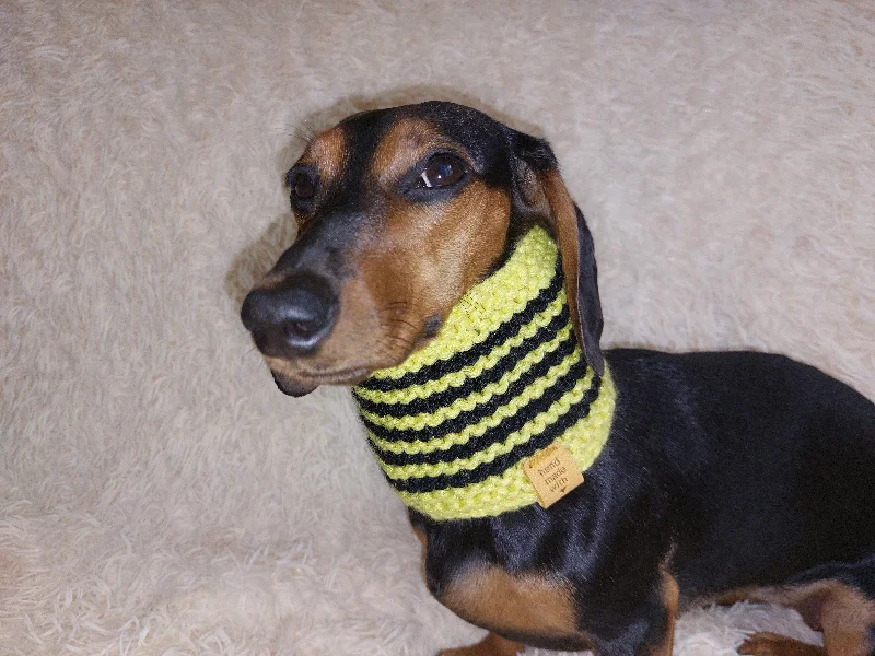 - Christmas pet Christmas clothingHalloween bee warm winter woolen snood for a dog - warm snood for a dog with a braid on the neck - clothes for a dachshund, warm snood - Christmas pet Christmas clothingHalloween bee warm winter woolen snood for a dog - warm snood for a dog with a braid on the neck - clothes for a dachshund, warm snood